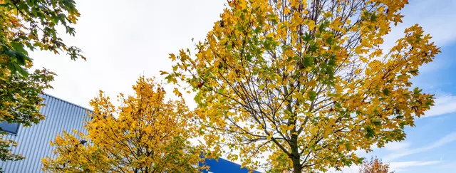 Herbstbäume vor Ziehl-Abegg